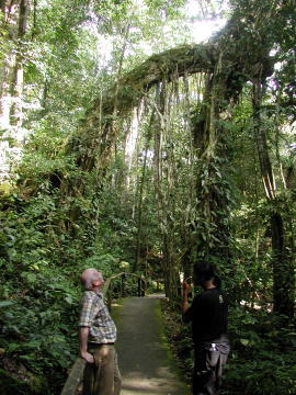 Gunung Mulu State Park