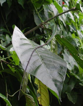 Gunung Mulu State Park