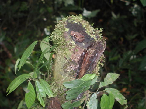 Gunung Mulu State Park