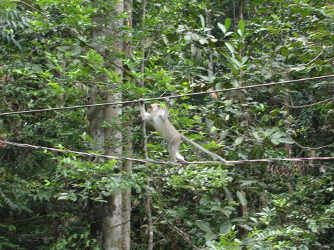 Semenggoh Wildlife Center