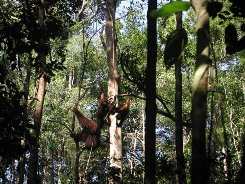 Semenggoh Wildlife Center