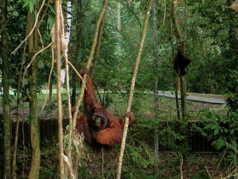 Semenggoh Wildlife Center
