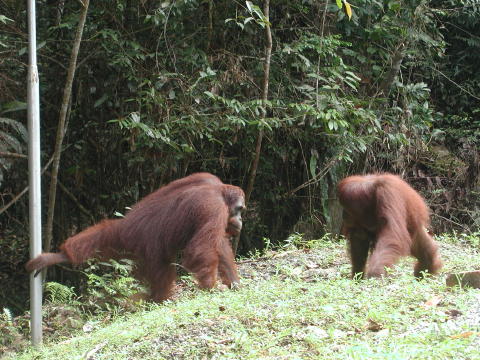Semenggoh Wildlife Center