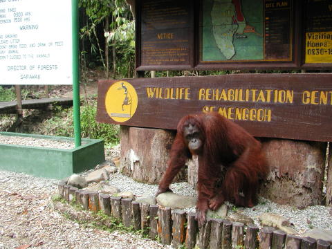 Semenggoh Wildlife Center