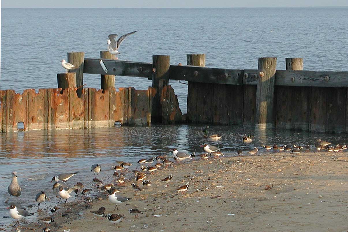 Horseshoe Crab Show002