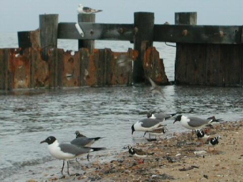 Horseshoe Crab Show004