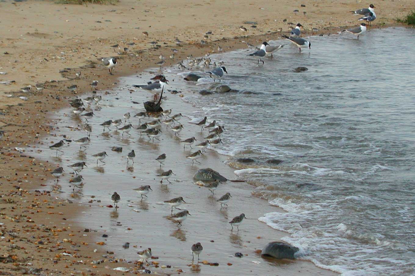 Horseshoe Crab Show009