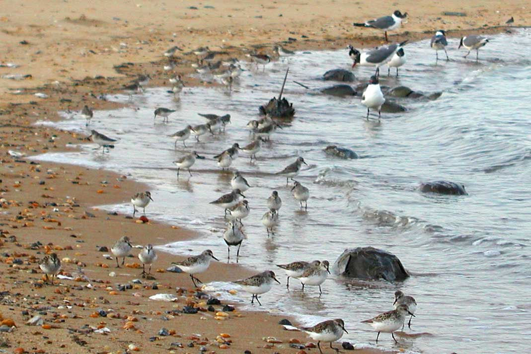 Horseshoe Crab Show010