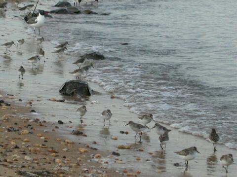 Horseshoe Crab Show012