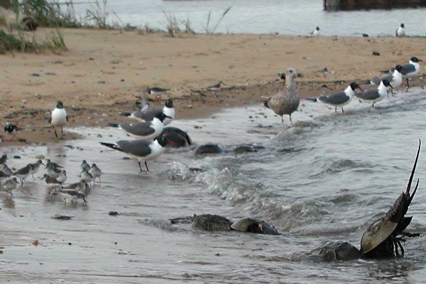 Horseshoe Crab Show013