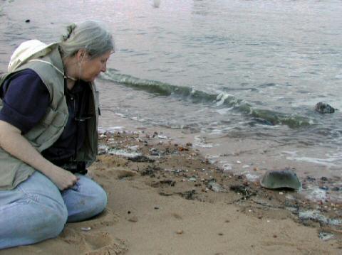 Horseshoe Crab Show014