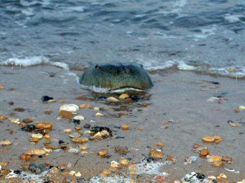 Horseshoe Crab Show015