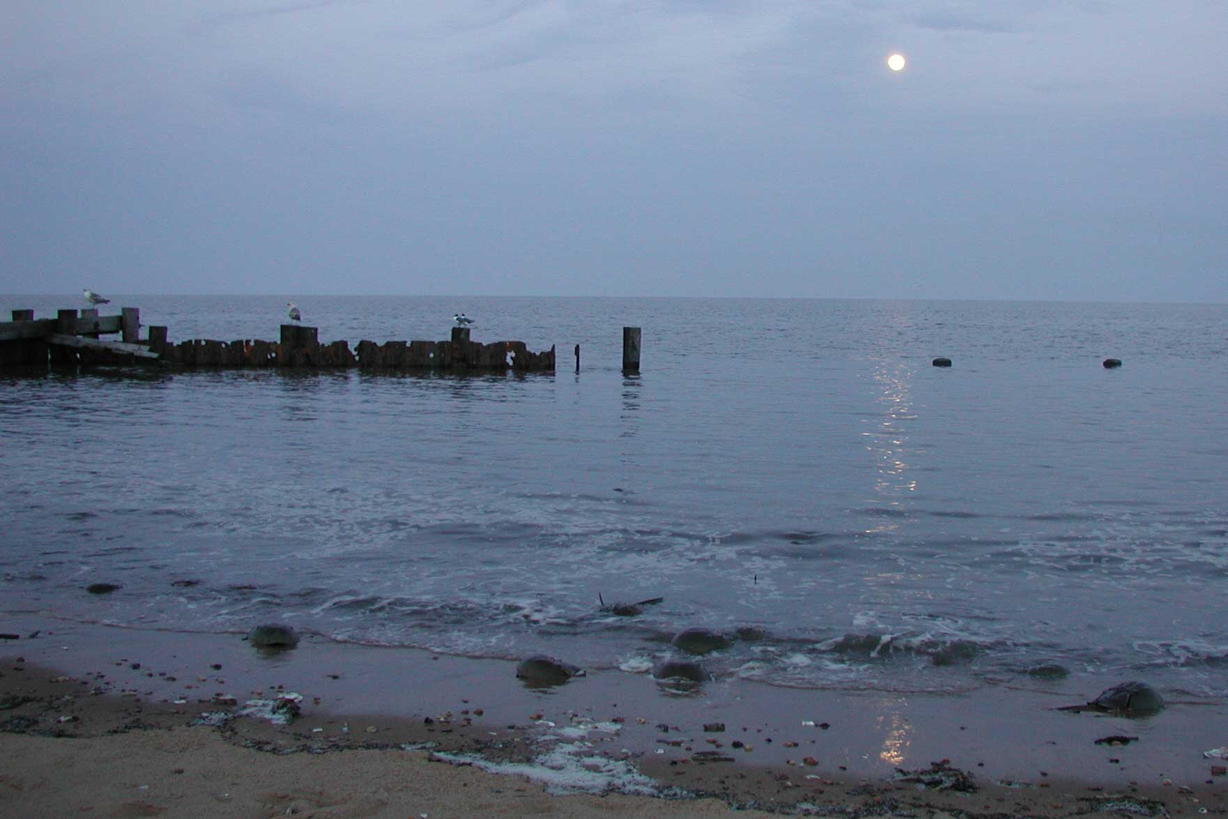 Horseshoe Crab Show016