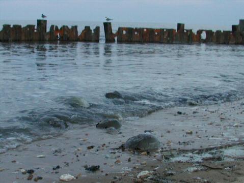 Horseshoe Crab Show017