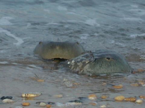 Horseshoe Crab Show019