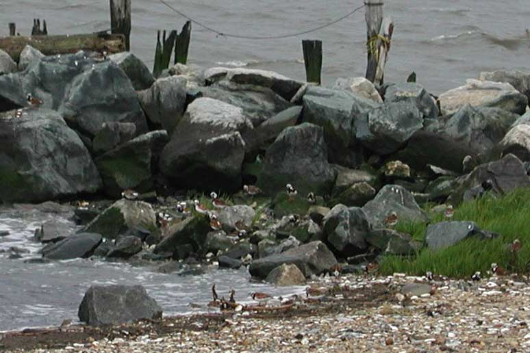 Horseshoe Crab Show021