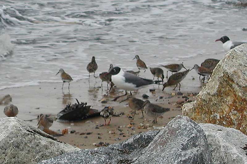 Horseshoe Crab Show022