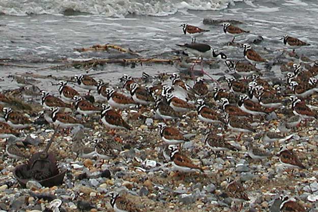 Horseshoe Crab Show025