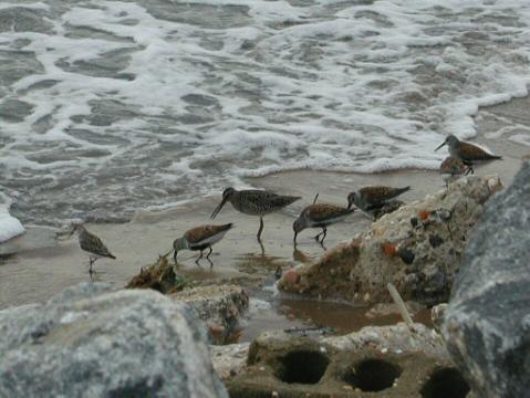 Horseshoe Crab Show029