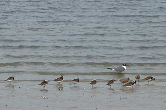 Horseshoe Crab Show030