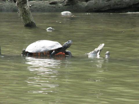 Red-bellied cooter