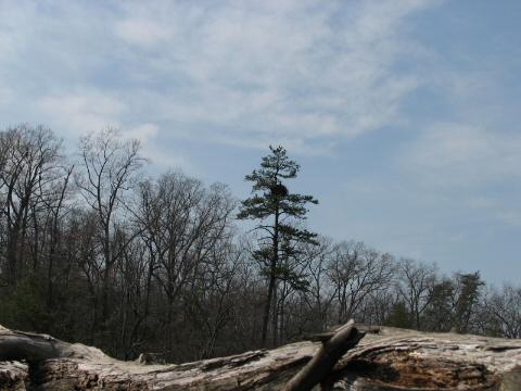 Eagle Nest 3-27-07003