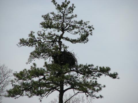Eagle Nest 3-27-07005