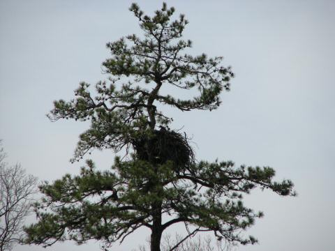 Eagle Nest 3-27-07006