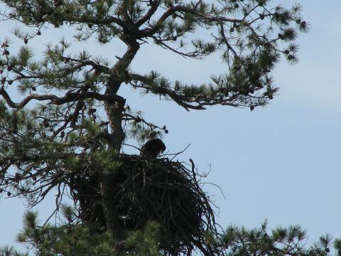 Eagle Nest 3-27-07007