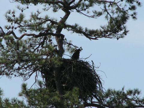Eagle Nest 3-27-07008
