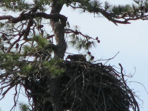 Eagle Nest 3-27-07010