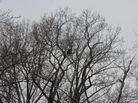 Eagle Nest 3-27-07011