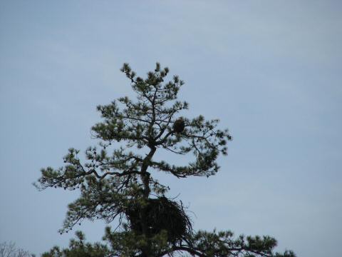 Eagle Nest 3-27-07013