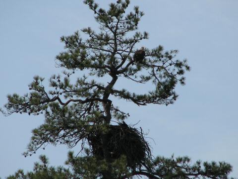Eagle Nest 3-27-07014