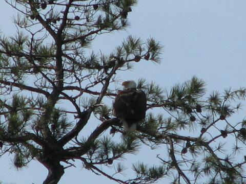 Eagle Nest 3-27-07015