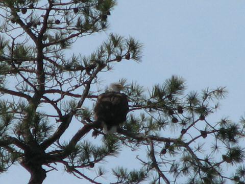 Eagle Nest 3-27-07016