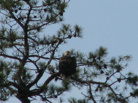 Eagle Nest 3-27-07017