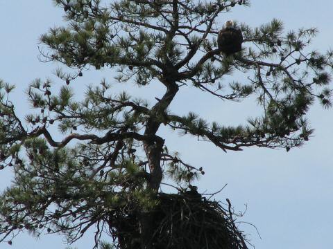 Eagle Nest 3-27-07018