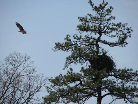 Eagle Nest 3-27-07019