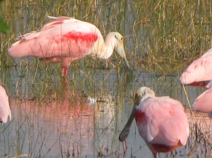 roseate spoonbill