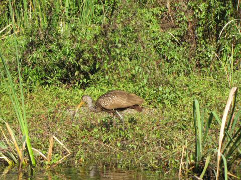 IMG_3243 limpkin