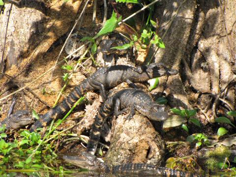 IMG_3260 baby alligators