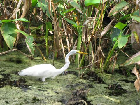 IMG_3314great egret