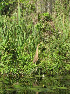 IMG_3273bittern and lily