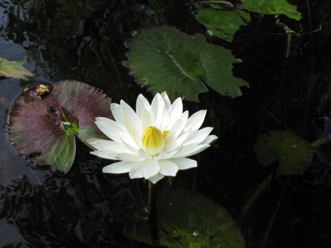 IMG_3250waterlily