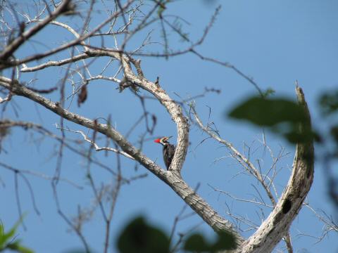 IMG_3303pileated woodpecker