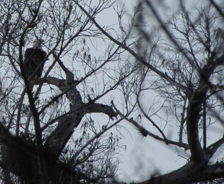 IMG_3323bald eagle (2)