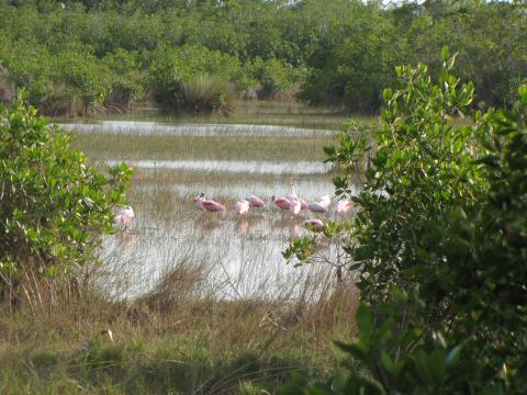 IMG_3329spoonbills