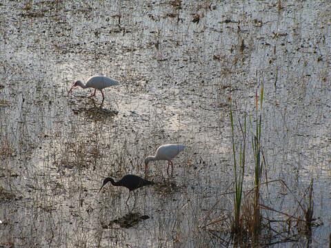 IMG_3354heron and ibis