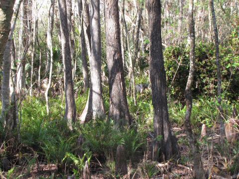 cypress swamp